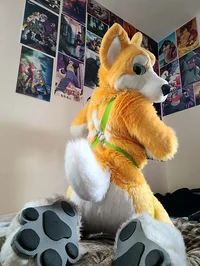 Kyo husky Fursuit 