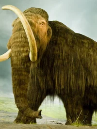 Wooly mammoth