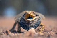 Bearded Dragon