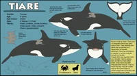 Tiare 