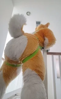 Kyo husky Fursuit 