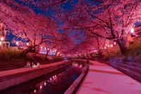 Cherry Blossom Walk
