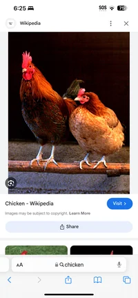 Chicken