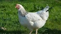 Gallina Destructora