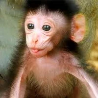 Baby Monkey