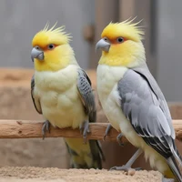 Bulider Cockatiels