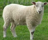 Sheep