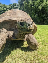Jonathan tortoise