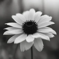 Colorless Flower