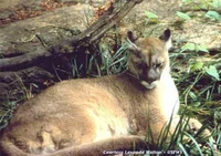Eastern cougar