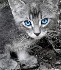 Silverpelt