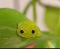 Little frog 