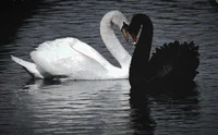 Black swan and white