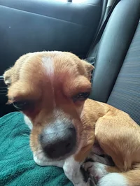 Stupid dawg