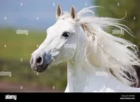 Beautiful Horse