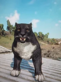 Legendary panther