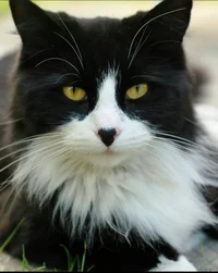 Whiskernose