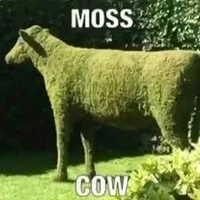 Moss cow