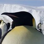 Maybelle the penguin