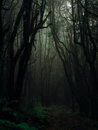 Lost in the Forest