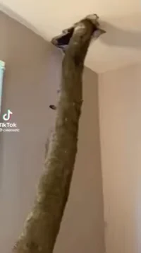 The ceiling tree