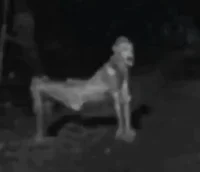 Skin Walk 