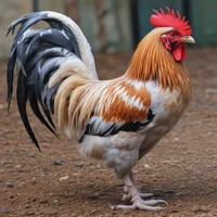 Rooster 