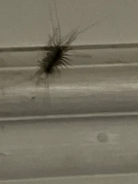 Centipede on ur wall