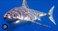 Sharks