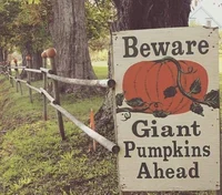Pumpkin Patch