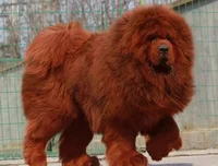 Huge Tibetan Mastiff