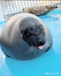 Seal 