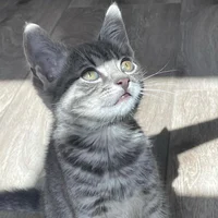 Gray kitten
