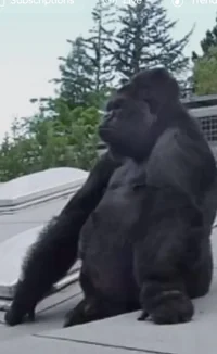 Gorilla on Your Roof