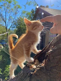 kat