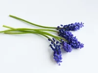 Spiritfarer F Donnie