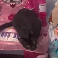 Creepy Piano Cat
