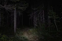 THE DARK FOREST
