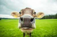 Cow