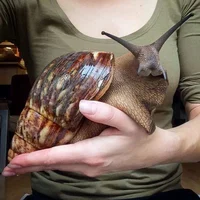 Giant African Snail