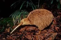 Kiwi Bird