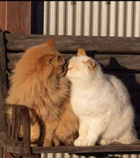 222 - Author Updates