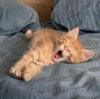 Orange Kitten 