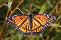 Viceroy Butterfly