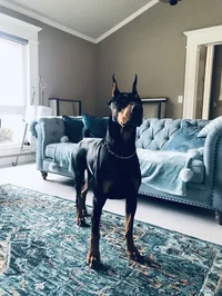 Doberman