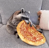 raccoon eating pizza