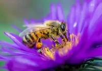 Western honey bee