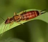 European earwig