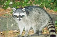 Raccoon