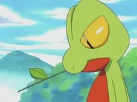 Treecko BF